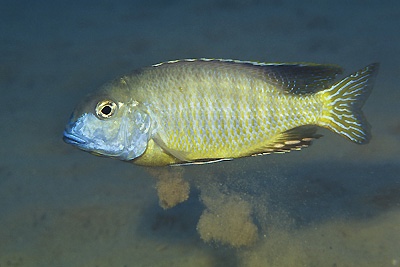 Tramitichromis brevis 'Mala Point'